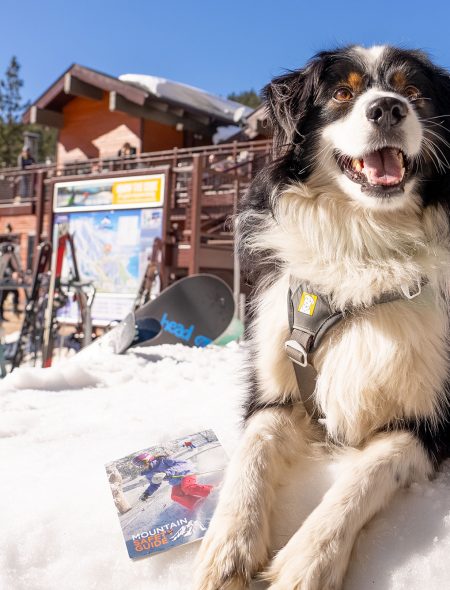 patrol dog fred on snow