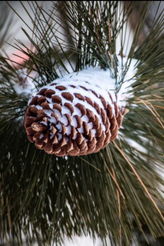 pinecone with snow