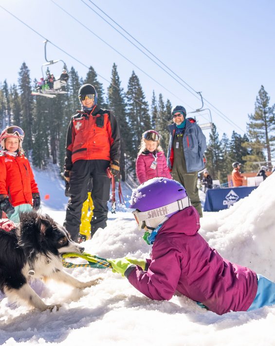 patrol dog fred doing drills at diamond peak ski resort in north lake taho