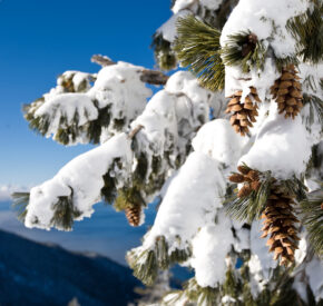 tree with snow and pinecones with lake tahoe