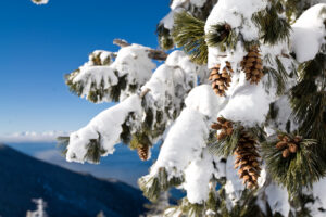 tree with snow and pinecones with lake tahoe