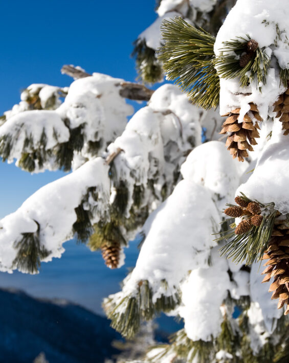 tree with snow and pinecones with lake tahoe