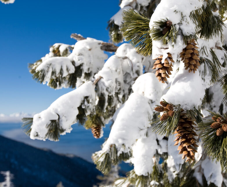 tree with snow and pinecones with lake tahoe